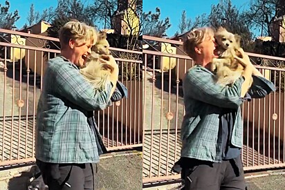 Após incêndio devastador homem consegue reencontrar seu cão perdido e momento emociona.