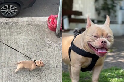 Mulher dá um grito ao ver cão American Bully se aproximando de pequeno Yorkshire e cena chama a atenção