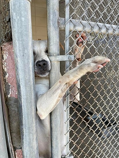 O cachorro Lancer esticando a patinha para chamar a atenção.