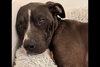 Cachorrinha e seus filhotes são deixados para trás durante incêndio em Los Angeles - e então um anjo aparece.