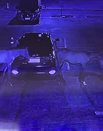 Dois cavalos invadiram o estacionamento durante a noite.