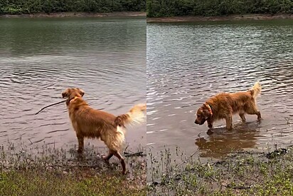 Gato demonstrou ser um golden retriever original.