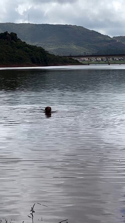 O cachorro adorou conhecer o rio.