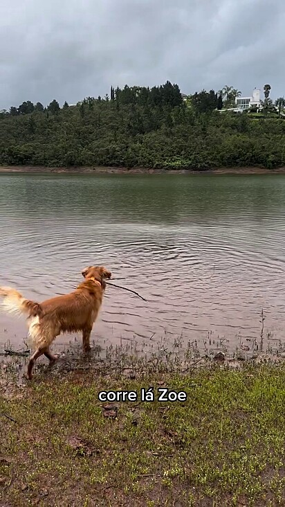 O cão tinha medo de chuva até ter a experiência de nadar.