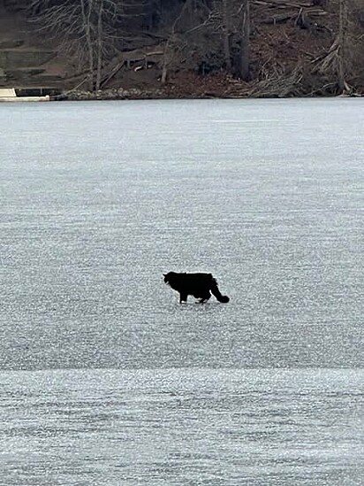 Mulher avista gato em lago parcialmente congelado e aciona resgate urgente.