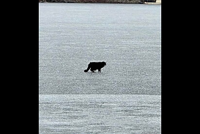 Mulher avista ponto preto em lago parcialmente congelado e percebe ser uma vida precisando de ajuda.