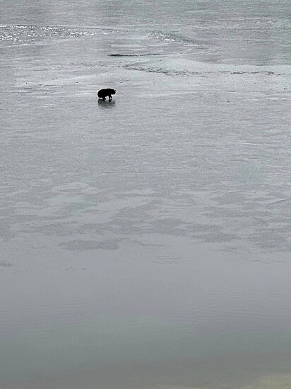 O gatinho caiu no lago congelado e lutava para sobreviver.