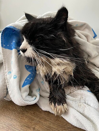 O gato foi resgatado por dois homens corajosos que usaram um barco a remo para salvá-lo do lago congelado.