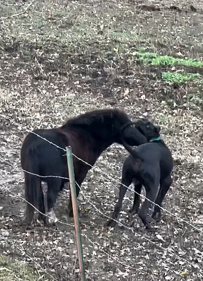 O dogue alemão brinca com seu amigo, o mini cavalo.