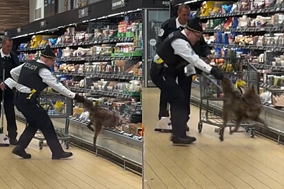 Vídeo mostra momento que coiote é retirado com dificuldade de dentro de freezer de supermercado.