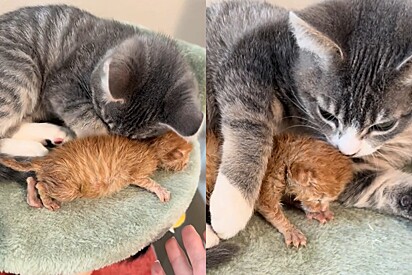 Em seus momentos finais, gato abraça filhote doente e momento emociona a todos.