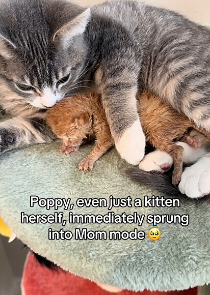 Poppy acolheu o gatinho como se fosse a sua mãe.