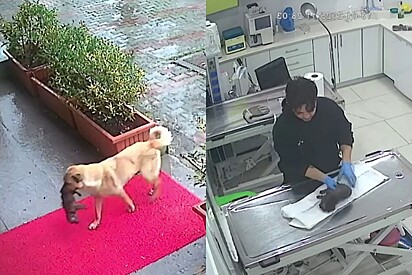 O instinto da mãe comoveu a equipe médica que se mobilizou para salvar a família canina.