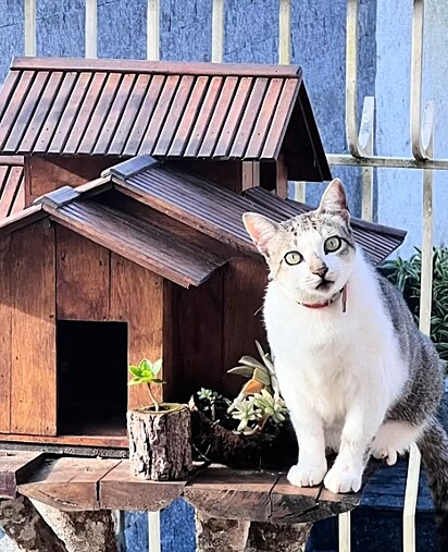 Tuco ama explorar a casa dos passarinhos.