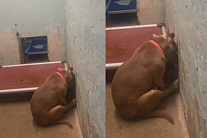 Adotada, pitbull volta para abrigo e, triste, vira as costas para o mundo - até que tem sua vida transformada.