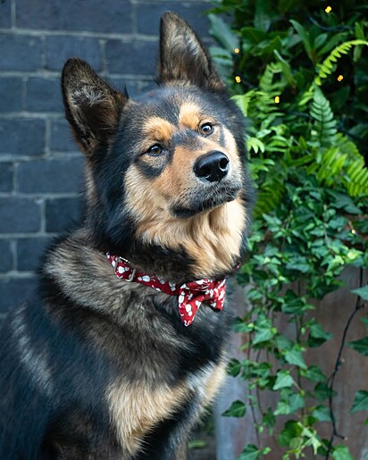 Dexter é uma mistura de pastor alemão com husky siberiano.