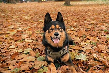 Dexter é um cachorro que chama atenção por sua beleza..