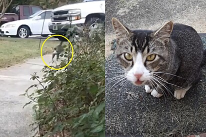 Gato de rua vai até a varanda de uma desconhecida e se apaixona instantaneamente.