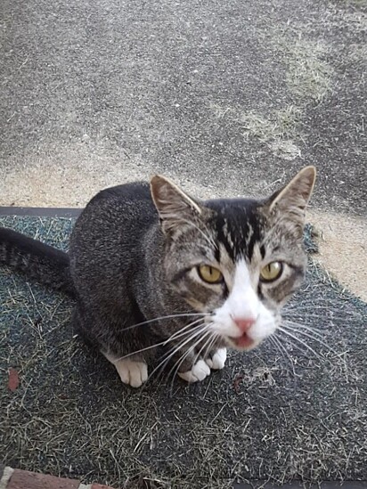 O felino não teve medo de ter contato com Marissa.