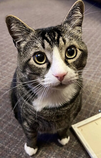 O gatinho estava vagando pelas ruas porque havia sido abandonado por sua antiga família.