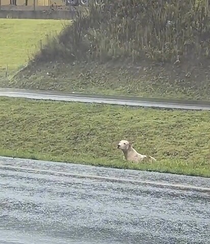 Um pitbull estava no meio de uma rodovia extremamente movimentada, com medo de atravessar devido ao alto fluxo de carros. 