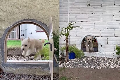 Os dois poodles são melhores amigos e agora podem brincar em segurança.