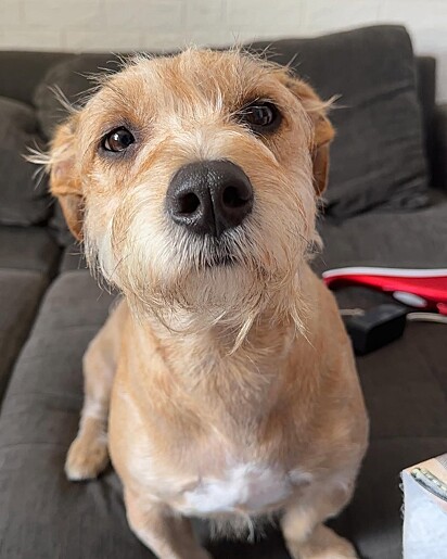 Frederico Bigodes, um cãozinho carismático e cheio de personalidade.