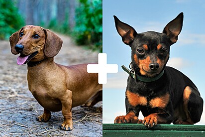 Imagem ilustrativa de um cachorro da raça dachshund e outro da raça pinscher.