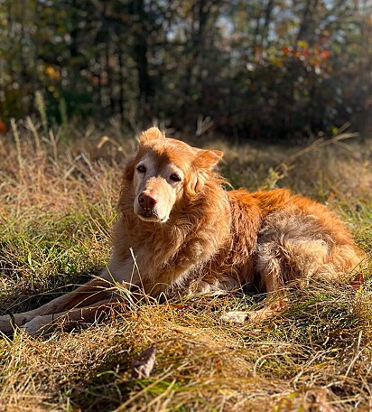 Fox é um golden retriever de 16 anos.