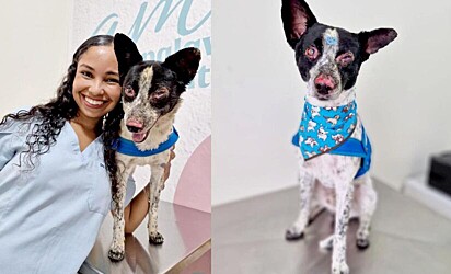 Cachorrinho atingido pelas chamas de avião tem a melhor reação após receber carinho e cuidados.