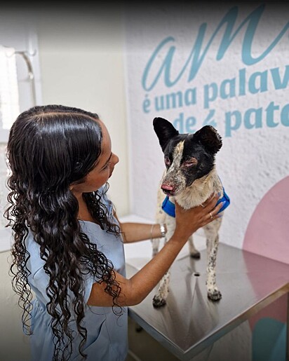 O cãozinho segue em tratamento.