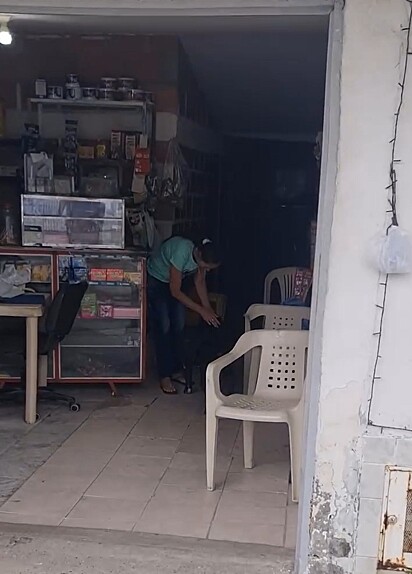 O cachorro pitbull realiza as compras para sua tutora idosa.