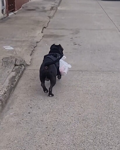 O cão voltando para casa com as compras do mercado.