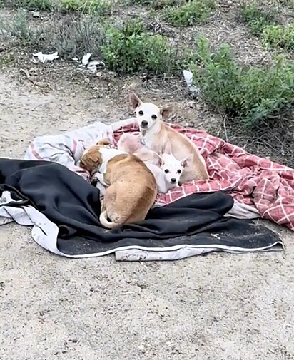 Uma família de chihuahuas foi abandonada no meio do nada.