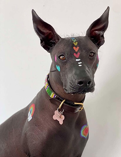 Cachorro da raça Xoloitzcuintles, conhecido como pelado mexicano.