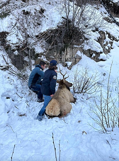 Os socorristas deixaram o animal na terra firme até que acordasse.