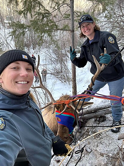 Os alpinistas foram essenciais no resgate do animal.