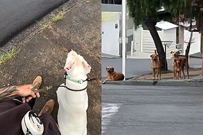 Tudo estava calmo, até cão dogo argentino gigante encontrar gangue dos caramelos durante passeio.