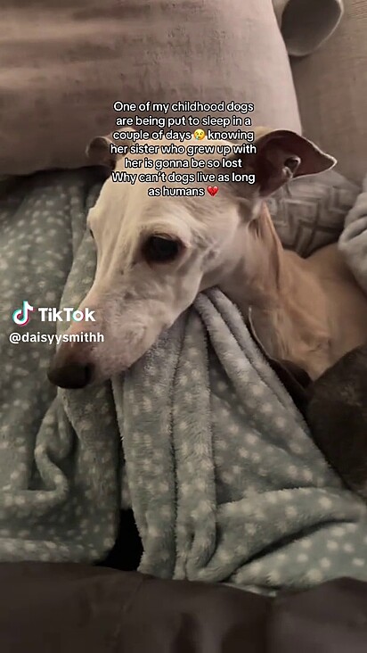 A outra cachorrinha também está nostálgica.