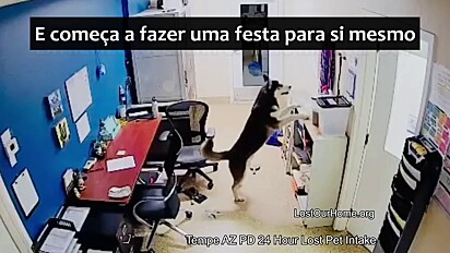 O cão derrubou água e ração pela clínica.