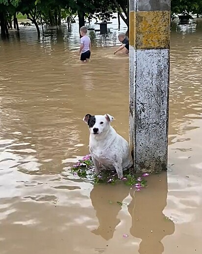 Zé não é muito fã de água.