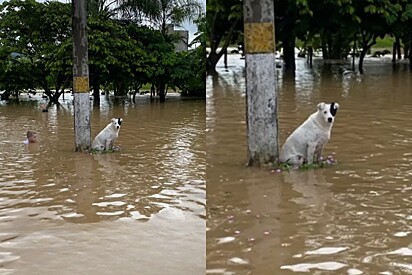 Cachorro nunca aceitou tomar banho surpreende tutores com atitude durante alagamento.