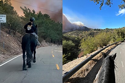 Com muita coragem, adolescente herói enfrenta incêndio florestal para salvar cavalo ilhado.