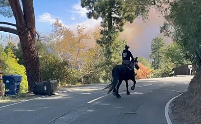 Corajosamente, Kalyna Fedorowycz, uma amazona de coração generoso, resgatou um cavalo que não era seu.