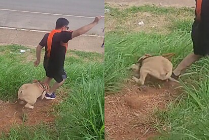 Tudo começa a dar errado quando cachorrinha desajeitada tenta descer ladeira íngreme.