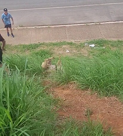 Fiona se desequilbrou e saindo rolando pelo barranco.