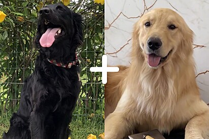 Jovem impressiona ao mostrar como ficaram os filhotes de seus cães Golden de cores diferentes.