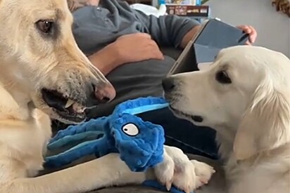 Cachorro labrador fica muito descontente com atitude de golden, até que pet parte para última tentativa.