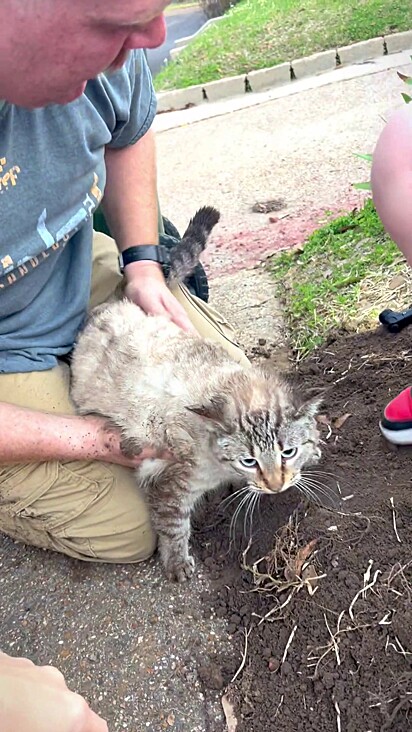 O tutor precisou cavar com as mãos para alcançar a gata.