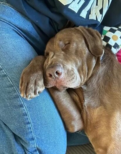 O labrador conquistou a adotante.